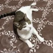 トキちゃんの画像