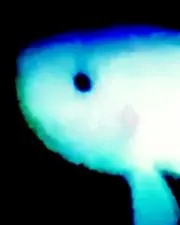 orbの画像