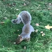 かなみん