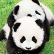 ぱんだの画像