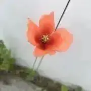 kiki ✳︎の画像
