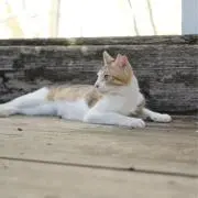 そばの画像