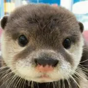 ゆうたろうの画像