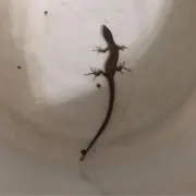 学生