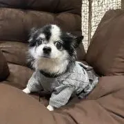 あんこ　プロフ必読の画像
