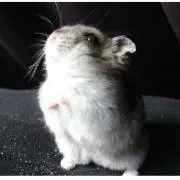 ちぇりくまの画像