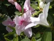 カーキーの画像