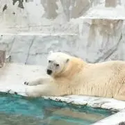 しろくまの画像
