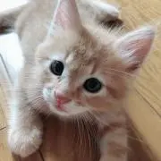 くろりんの画像