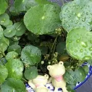 nao ☆*ヾ(๑╹◡╹)ノ"の画像