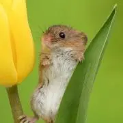 みるきー@【必須】プロフ確認＆事前コメの画像