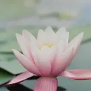 にこの画像