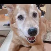 はなの画像