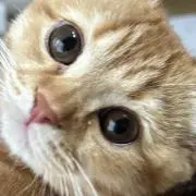 みずびたしの画像