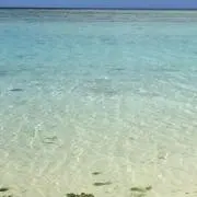 ルルの画像