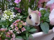 みぃ