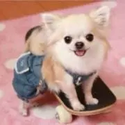 りゅうりゅうの画像
