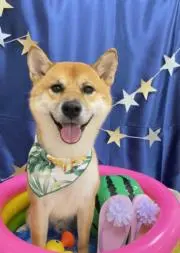 きのこ