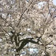 Ｋ