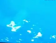カトレアの画像