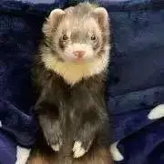 もちの画像
