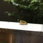 ショーリの画像