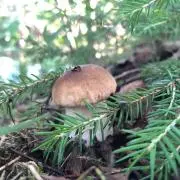 花茶の画像