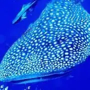 ライオンの画像