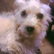 こたろう