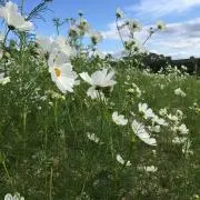 (*^^*)の画像