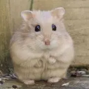 あやの画像