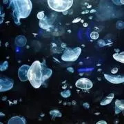 うさの画像