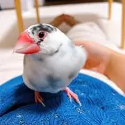 いちごの画像
