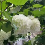 qiqiqiの画像