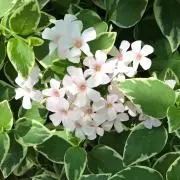 sericaの画像