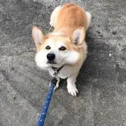 sailの画像