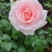 ももこ　(⁠◕⁠ᴗ⁠◕⁠✿⁠)の画像