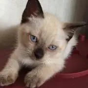 nyan3の画像