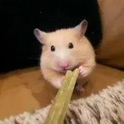 はるの画像