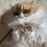 マロ