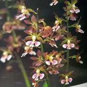 たぬにゃんの画像