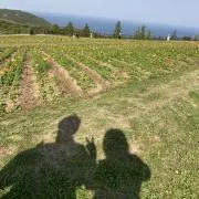 ひだまりの画像