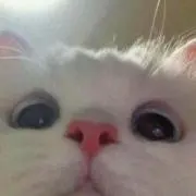 ℳ.の画像