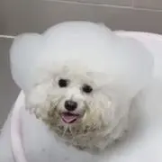 クロの画像