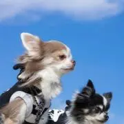 Kiyoの画像