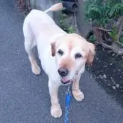 Luppyの画像