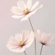 yuiharufu即購入◎の画像