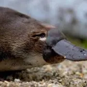 もっきゅ