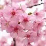 さくらの画像