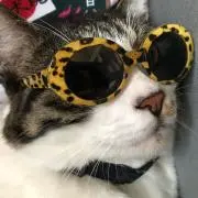 みえみえ